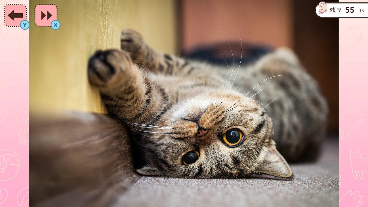 1分見るだけ！にゃんこ写真で記憶力テストー猫ねこ癒しのかんたん脳トレ脳活アハ活ゲームー