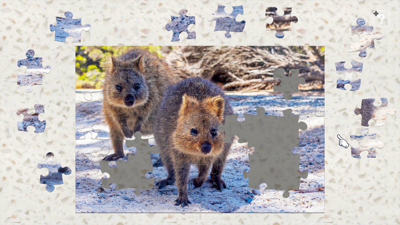Australia's Native Wildlife