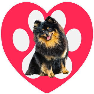 我喜欢寻找更多的小狗 - 珍藏版-游戏公社