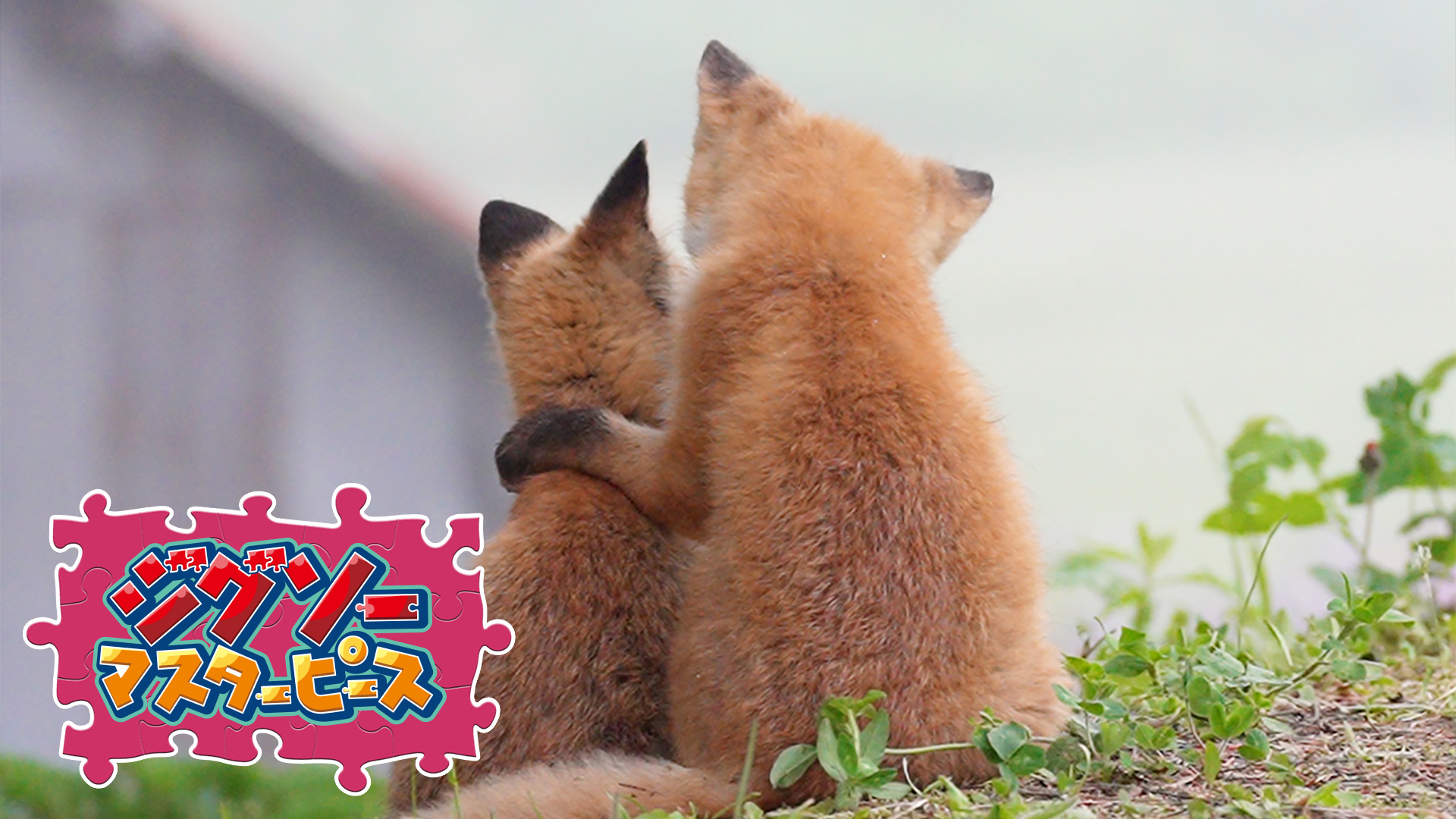 「もふ旅」北海道の野生動物 / 五十嵐健太