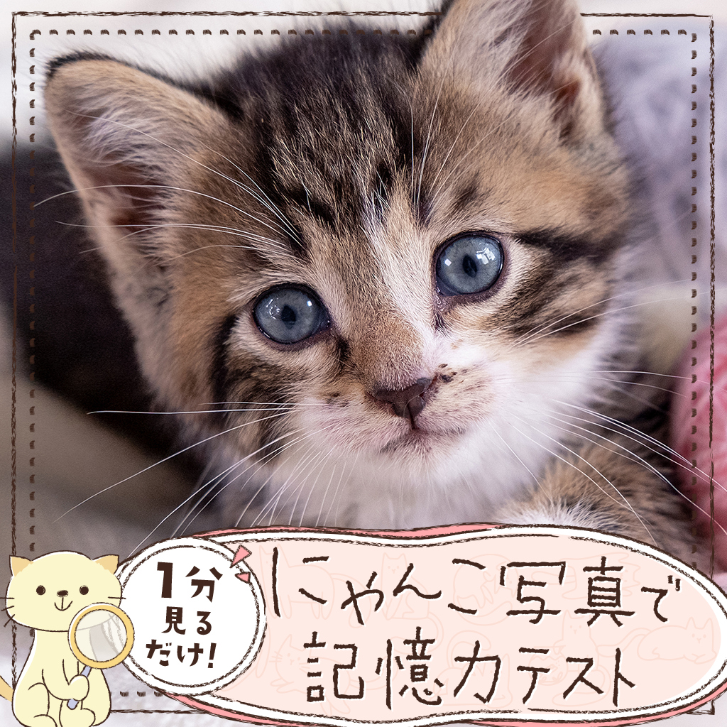 1分見るだけ！にゃんこ写真で記憶力テストー猫ねこ癒しのかんたん脳トレ脳活アハ活ゲームー