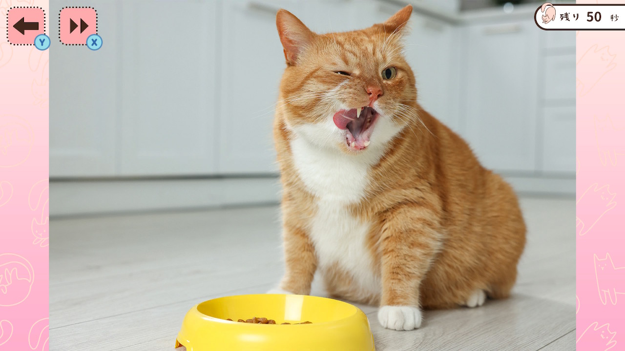 1分見るだけ！にゃんこ写真で記憶力テストー猫ねこ癒しのかんたん脳トレ脳活アハ活ゲームー