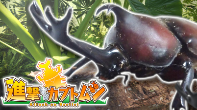 進撃するカブトムシ