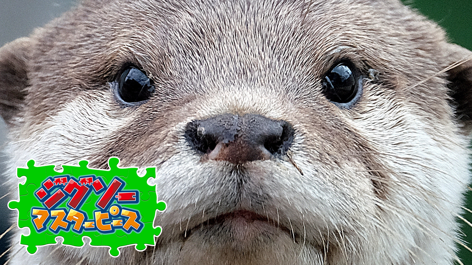 どアップアニマル