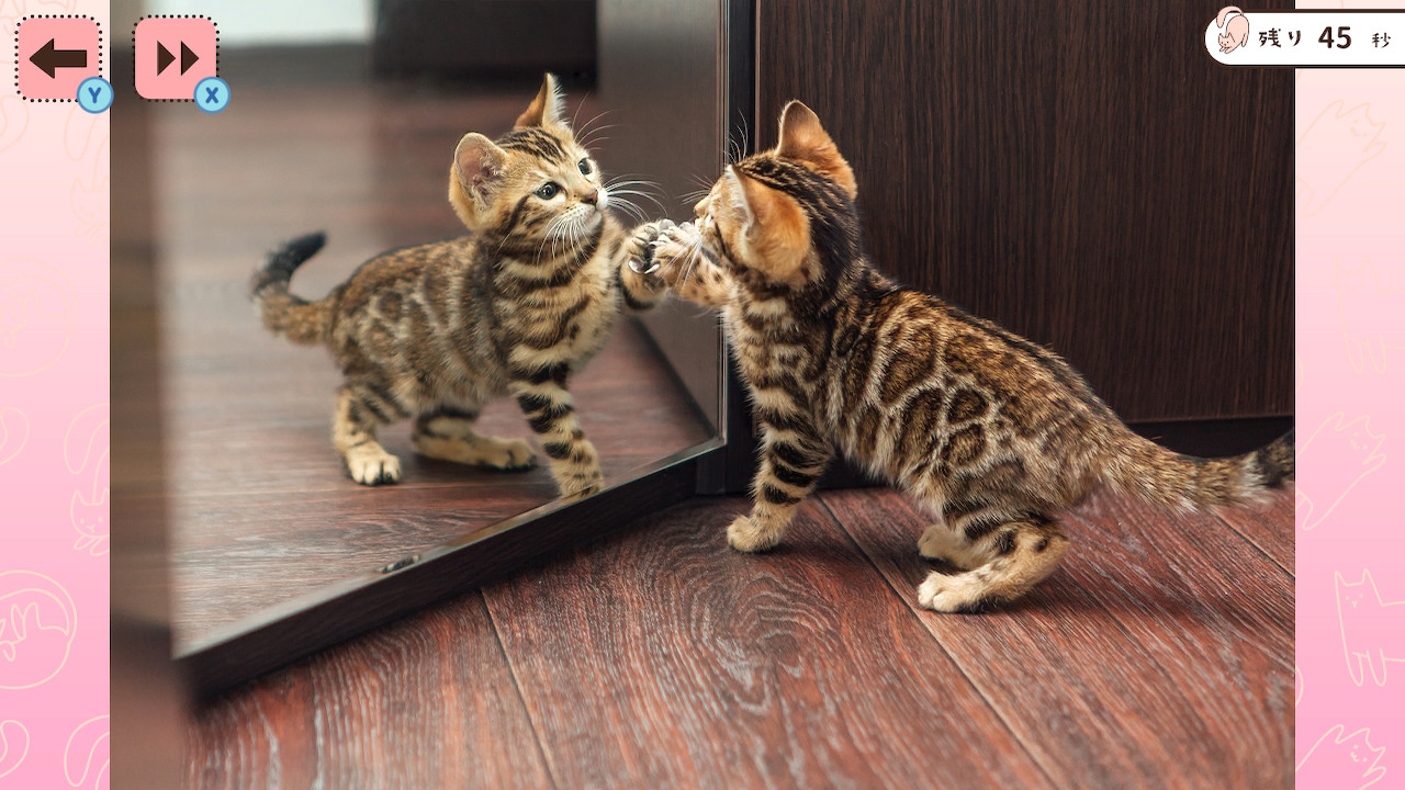 1分見るだけ！にゃんこ写真で記憶力テストー猫ねこ癒しのかんたん脳トレ脳活アハ活ゲームー