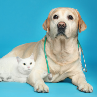 我的生活::物兽医-游戏公社