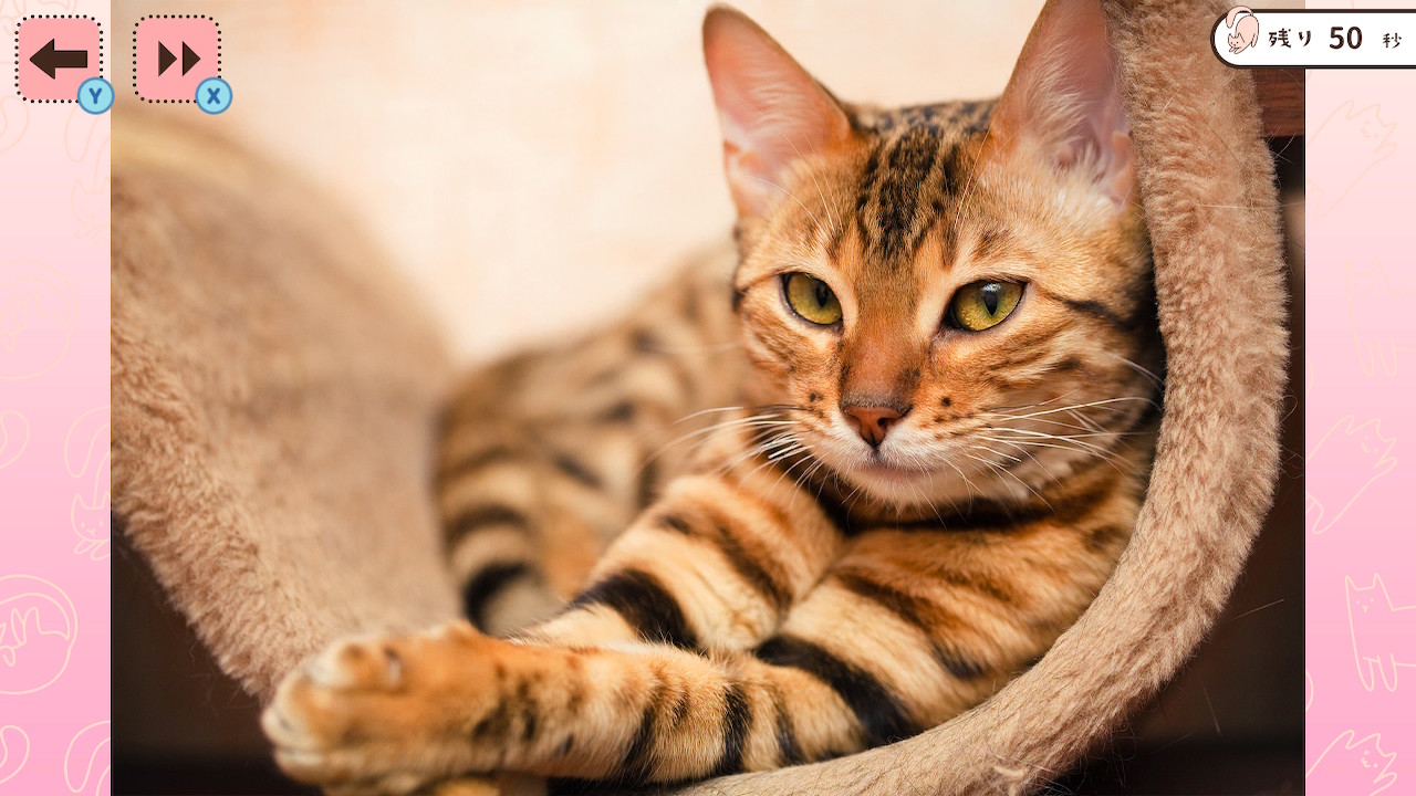 1分見るだけ！にゃんこ写真で記憶力テストー猫ねこ癒しのかんたん脳トレ脳活アハ活ゲームー