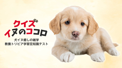 クイズ イヌのココロー犬イヌ癒しの雑学教養トリビア学習豆知識テストー