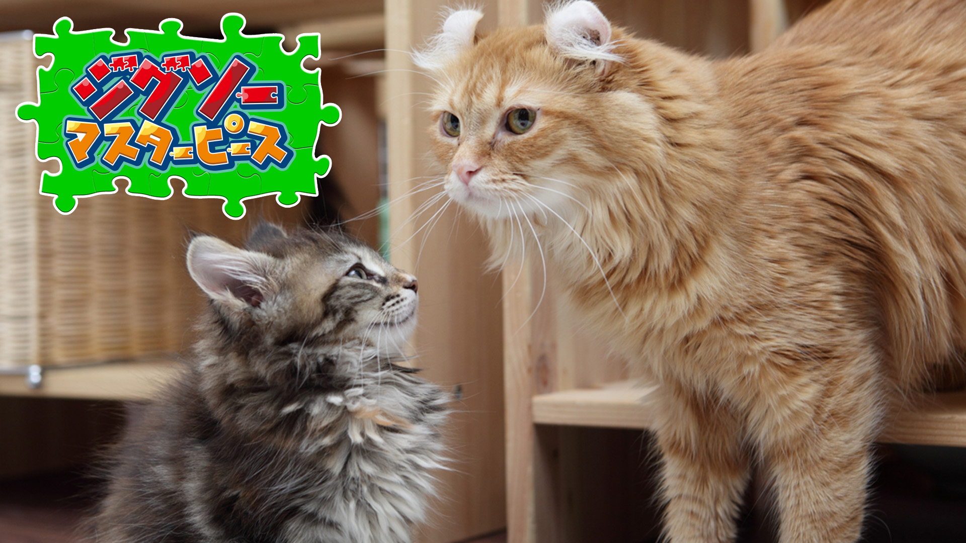 いろんな猫
